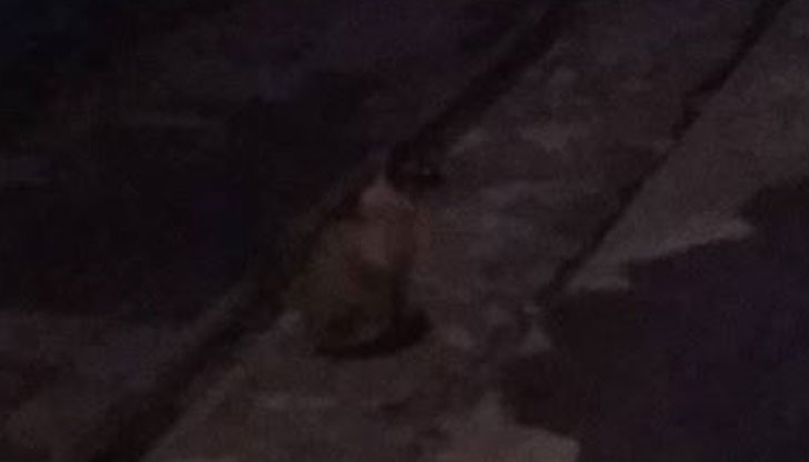 Ако някой я търси - крие се зад стълбите из стадиона