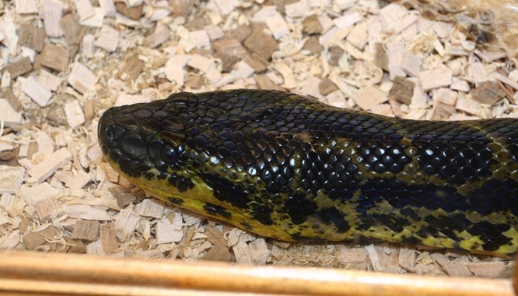 Изложбата ще гостува в Русе до 19.10.2015 г. Тя ще е отворена за посетители всеки ден от 10:00 ч