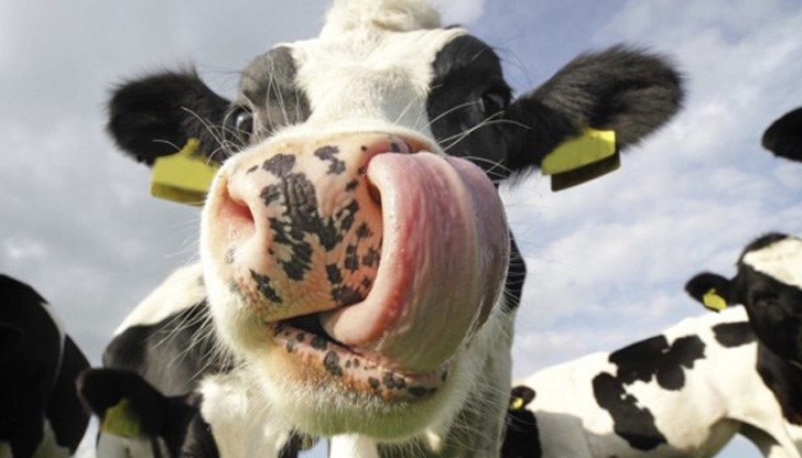 За щастие кравата се разминала само с уплаха и махмурлук и няма сериозни наранявания