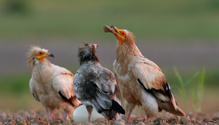 Събитието включва игри и викторини за деца с  награди