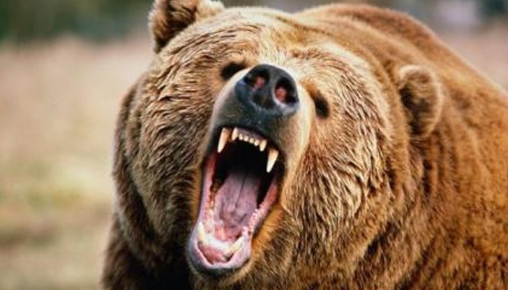 Кафявата мечка е застрашен вид в Норвегия