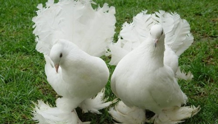 Изложба на гълъби, народни борби и танцов фестивал за празника на Ветово - See more at: http://ruse.topnovini.bg/node/627680#sthash.hLhA1Fsc.dpuf Изложба на гълъби, народни борби и танцов фестивал за празника на Ветово - See more at: http://ruse.topnovini.bg/node/627680#sthash.hLhA1Fsc.dpuf