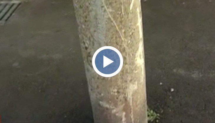 Тази гледка "радва" очите на видинчани от дълги години