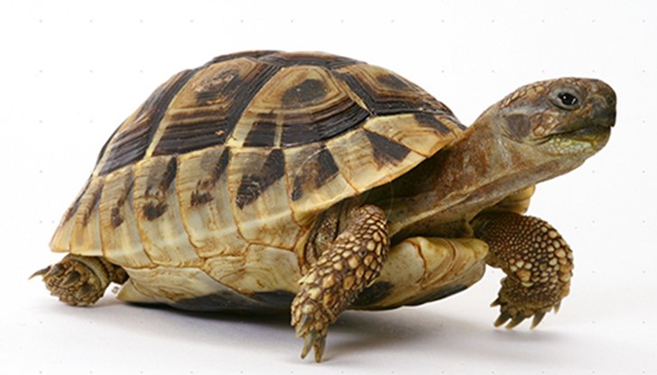 Британска костенурка бе призната за най-бързата в света от Книгата на рекордите Гинес