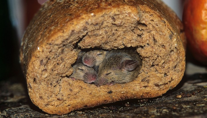 Как и кога е попаднал гризачът там? Как и кога е попаднал гризачът там?