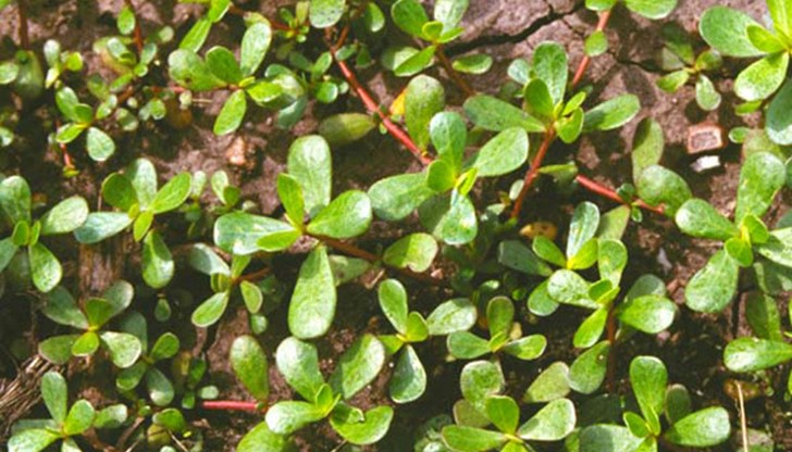 Тревистото растение намалява риска от онкологични и сърдечни заболявания