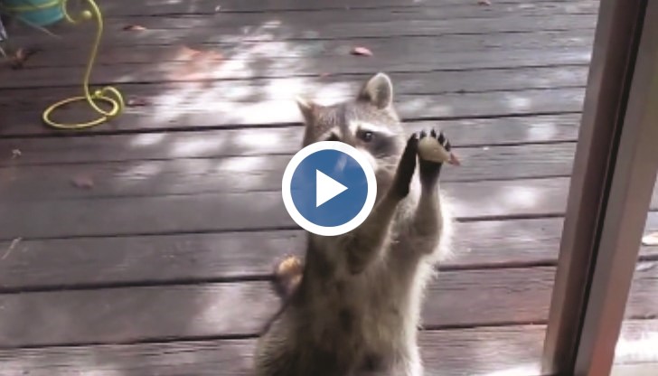 Според авторката на видеото Рокси понякога чука на вратата с часове