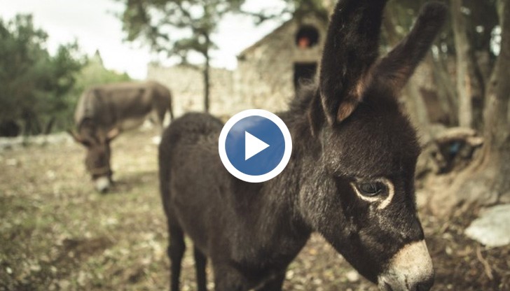 Дъги обича да гледа тенис, да тича из къщата и разходките