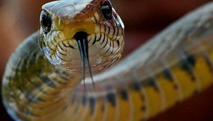 Младежът бил хоспитализиран по спешност