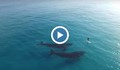 Дрон засне сърфист да плува съпровождан от китове