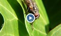 Защо мухите потъркват крачетата си