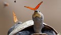 Уникални снимки на пеперуди, пиещи от сълзите на костенурки и алигатори