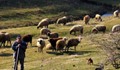 Беден овчар стана новият тотомилионер на България
