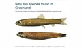 Откриха нов вид риба край бреговете на Гренландия