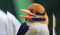 Орнитолог уби рядка птица, за да я превърне в "чучело" за музей