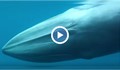 За първи път в природата е наблюдаван най-редкия кит