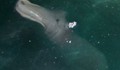 Морско чудовище изплува на остров Корфу