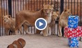 Зоопаркът във Варна спретна купон за първия рожден ден на лъвчета - тризнаци