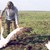 Намериха 39 мъртви пеликана край Бургас