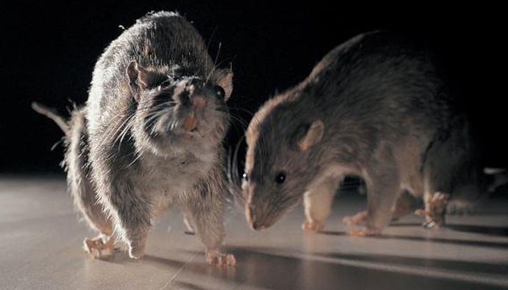 Страх тресе служители на ВИК и метрото, теглят чоп кой да слиза за ремонт в шахти и тунели