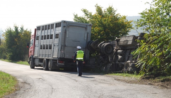 Камионът е натоварил прасетата от свинекомплекса в село Никола Козлево и е пътувал към Пловдив