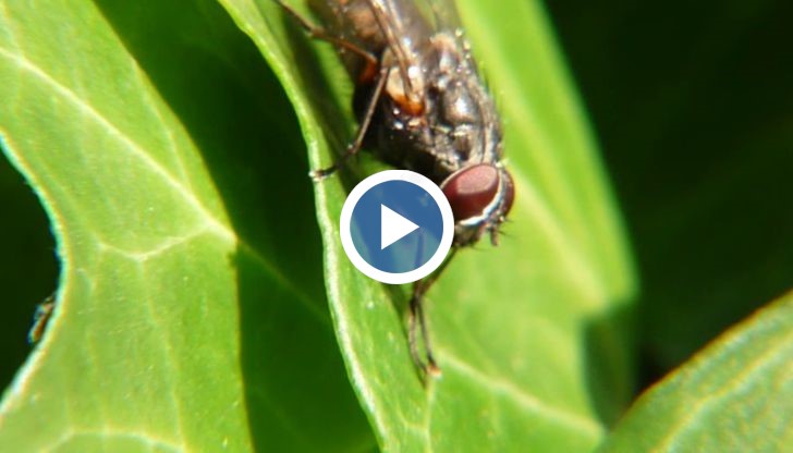 Нима мухата, която разнася инфекции и бактерии, всъщност е чистница?