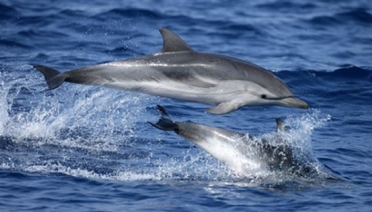 Делфините могат да познат своя звук, дори ако не са го чували от 20 години, посочват учени