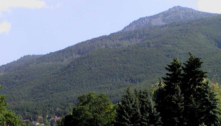 Фалопия японика, която е един от най-агресивните чужди видове за флората на България, застрашава и буковите гори на Витоша