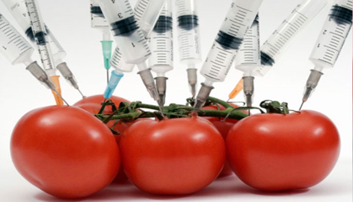 В момента е разрешен вносът и търговията на 58 сорта ГМО храни в ЕС