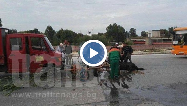 Защо когато хората нарушават законите, страдат беззащитните животни