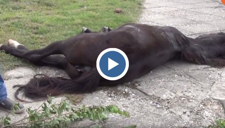 Кончето е само на година и половина, на име Аладин