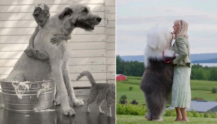 Някои кучето не подозират колко са големи