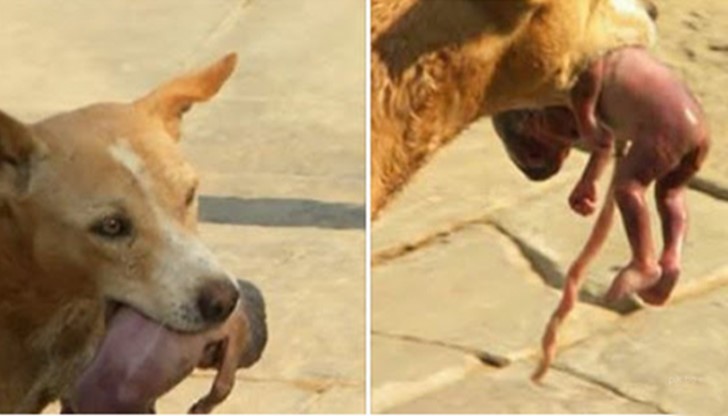 Нова сензация в интернет!