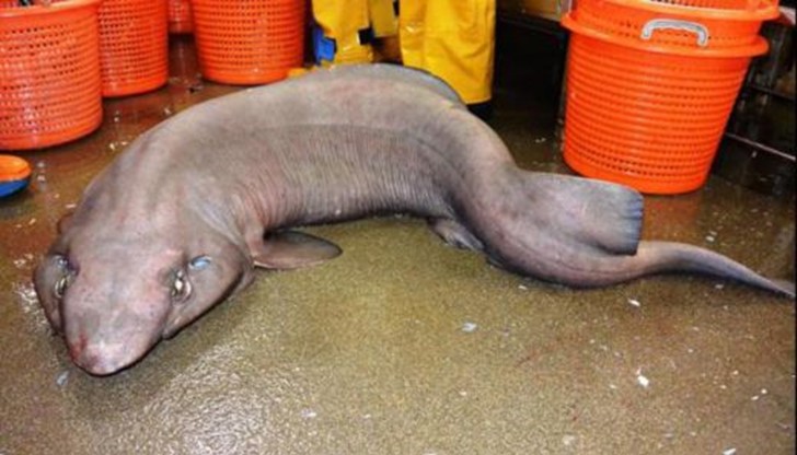 Това е едва втория екземпляр от този вид акили