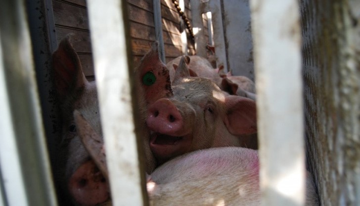 Авария стана причина за преобръщане на ремаркето, в което животните са били фатално притиснати Авария стана причина за преобръщане на ремаркето, в което животните са били фатално притиснати