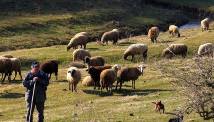 Овчарят Здравко е новият тотомилионер на България / Снимката е илюстративна Овчарят Здравко е новият тотомилионер на България / Снимката е илюстративна