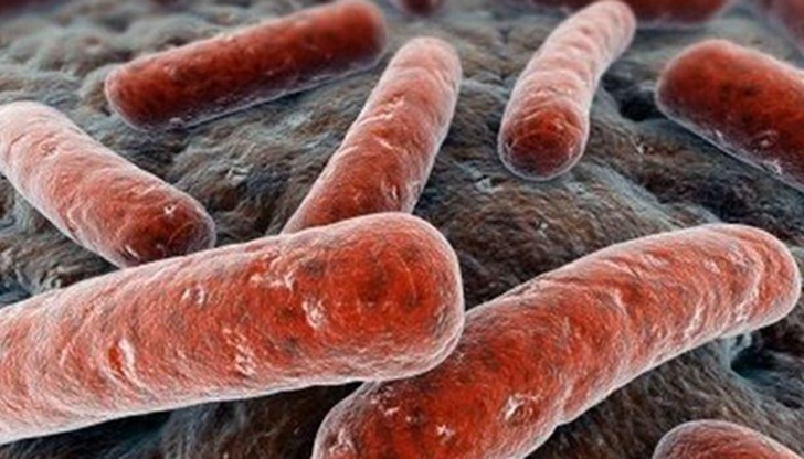 Безценна бактерия, която може да промени световната медицина, са открили случайно на Витоша наши и японски учени