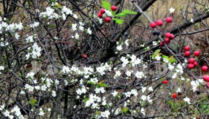 Старите хора обаче припомнят поверието, че цъфтеж по това време на годината е предвестник на сурова зима