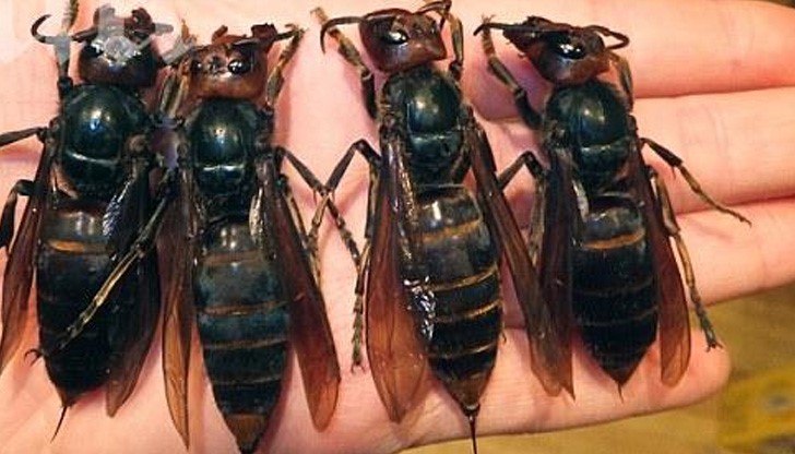 Мястото не е обработено поради наличието на голям брой активни насекоми /снимката е илюстративна/ Мястото не е обработено поради наличието на голям брой активни насекоми /снимката е илюстративна/