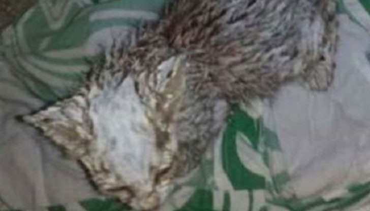 Животинчето било открито мъртво на паркинга пред блока, все още топло, с окървавена муцунка