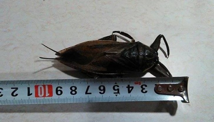 Това е най-голямото насекомо, което се среща в България