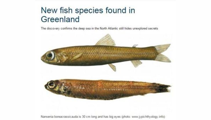 Новият вид риба е с  несъразмерно големи за размерите си очи