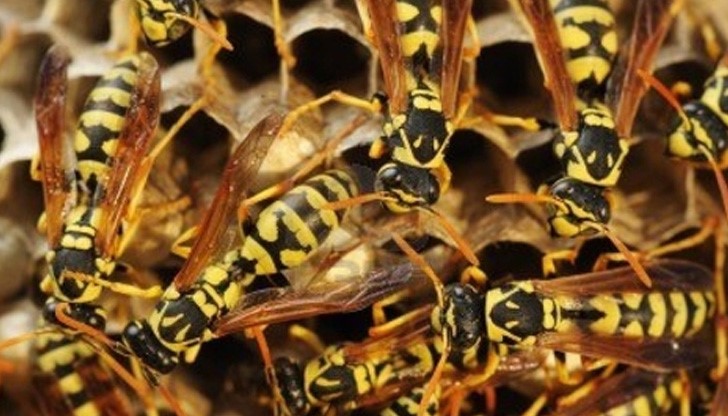 Мъжът неочаквано е бил нападнат и нажилен от опасните насекоми по главата и тялото Мъжът неочаквано е бил нападнат и нажилен от опасните насекоми по главата и тялото