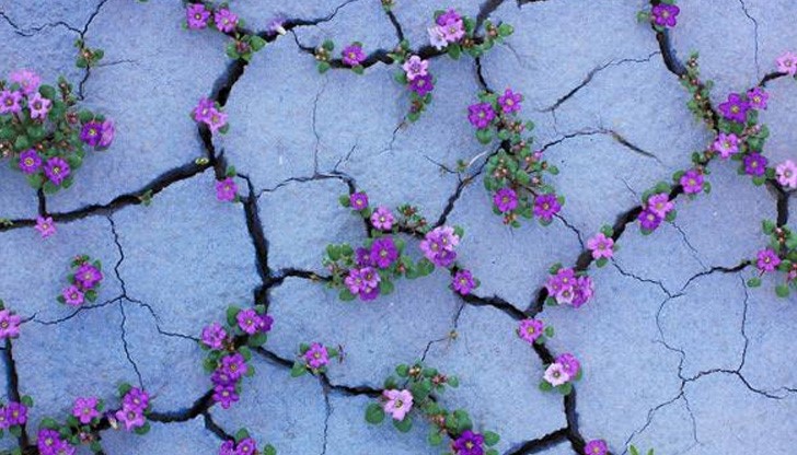 Заради екстремните условия да попаднеш на тази гледка е голяма рядкост и уникално преживяване