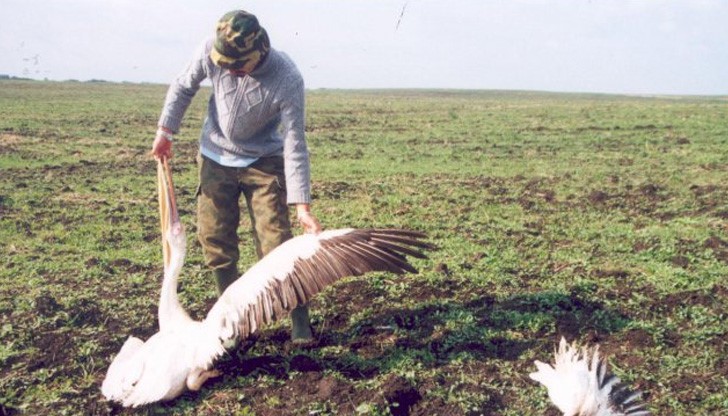 Взетите биологични проби от загиналите през първата седмица птици са отрицателни за наличие на птичи грип Взетите биологични проби от загиналите през първата седмица птици са отрицателни за наличие на птичи грип