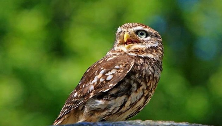 Бухалът е включен като застрашен вид в Червената книга на България