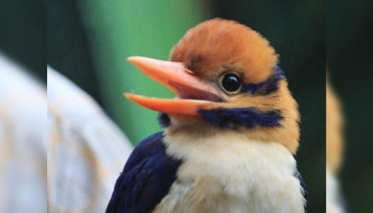 Американският орнитолог Кристофър Филарди уловил в горите на Соломоновите острови рядък вид птица