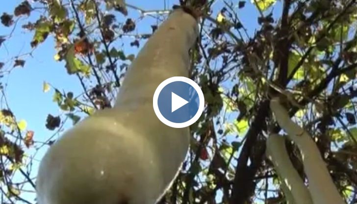 Тиквички рекордьори станаха хит в интернет