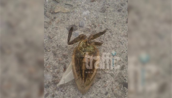 Нашествие на гигантски буболечки стресна сериозно жителите на Пловдив