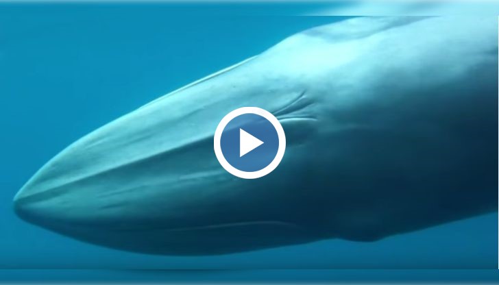 Международен екип от океанографи за първи път в историята на науката е заснел и наблюдавал най-редкият вид кит